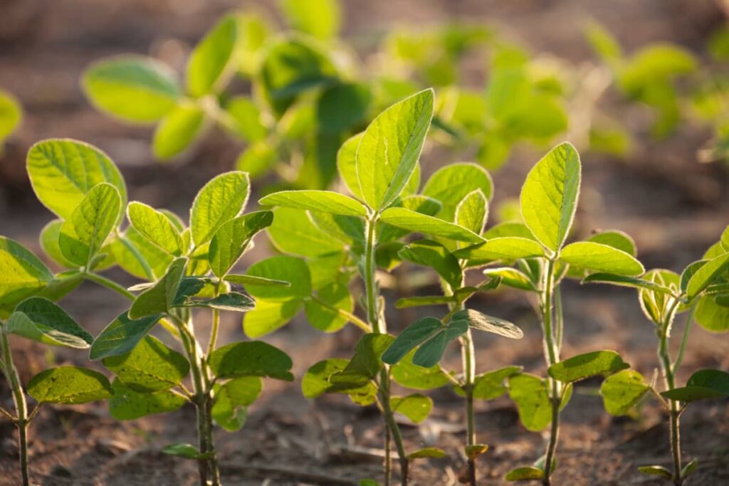 Young Soybean Plants