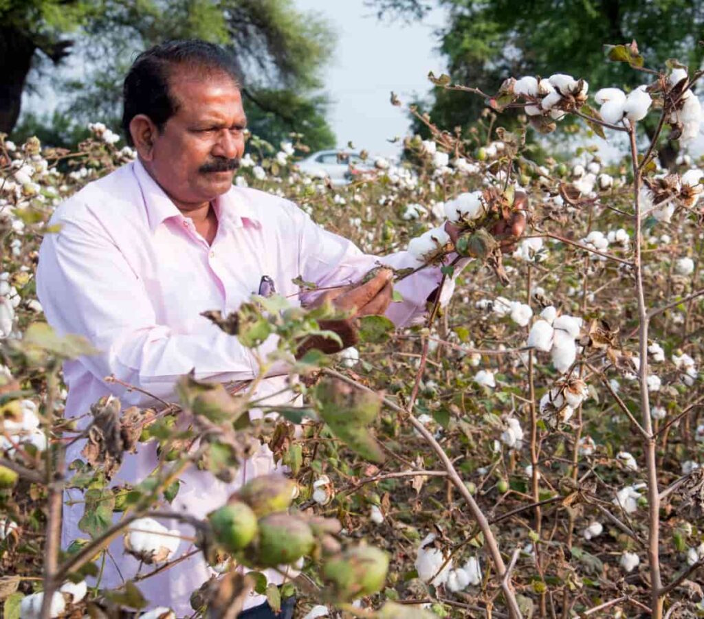Indian Farmer in A Cotton Field