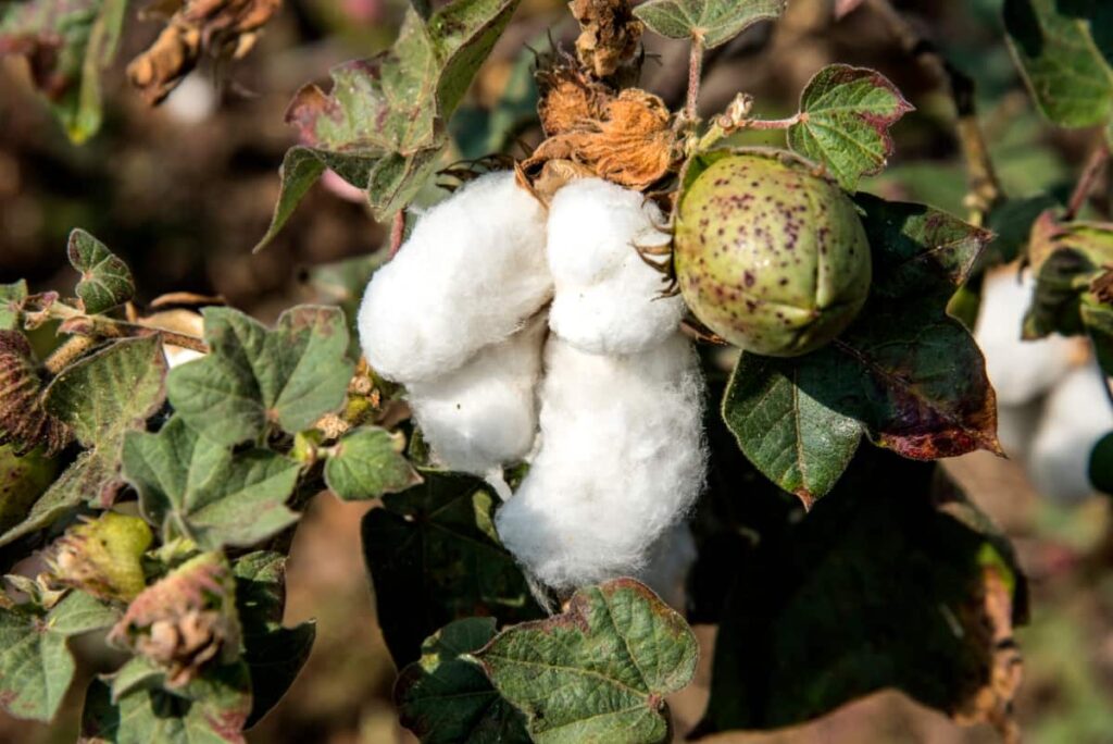 Ripe Cotton Ready for Harvesting