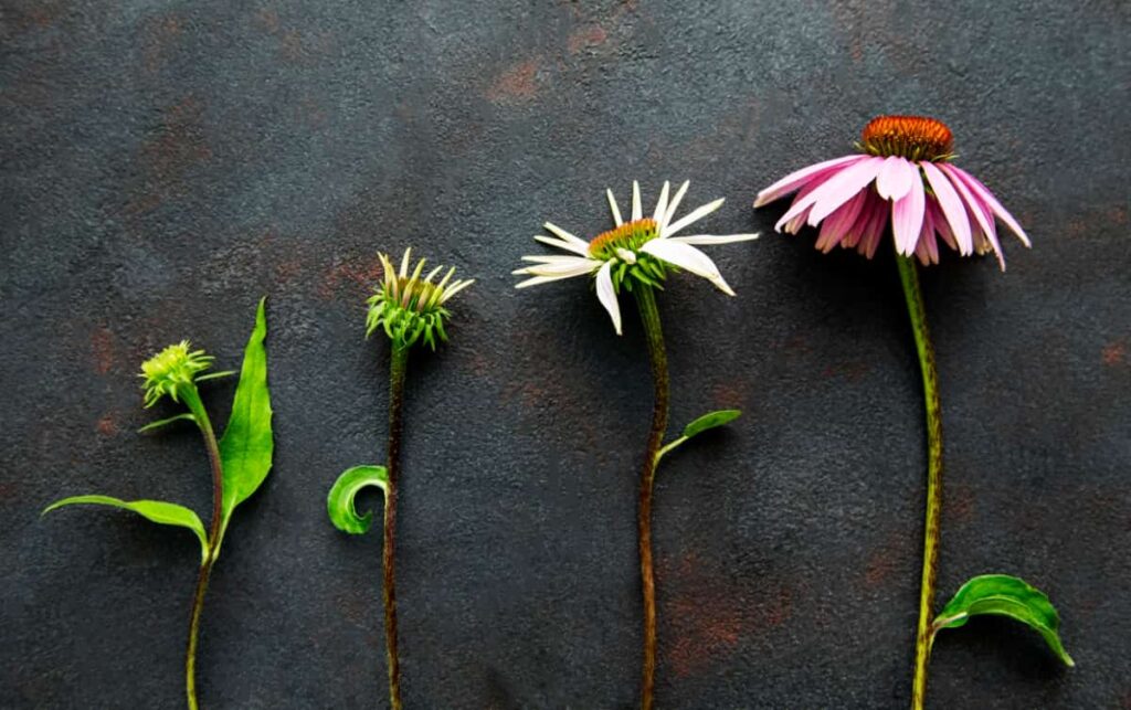 Different Stages of Growth of Echinacea Flower