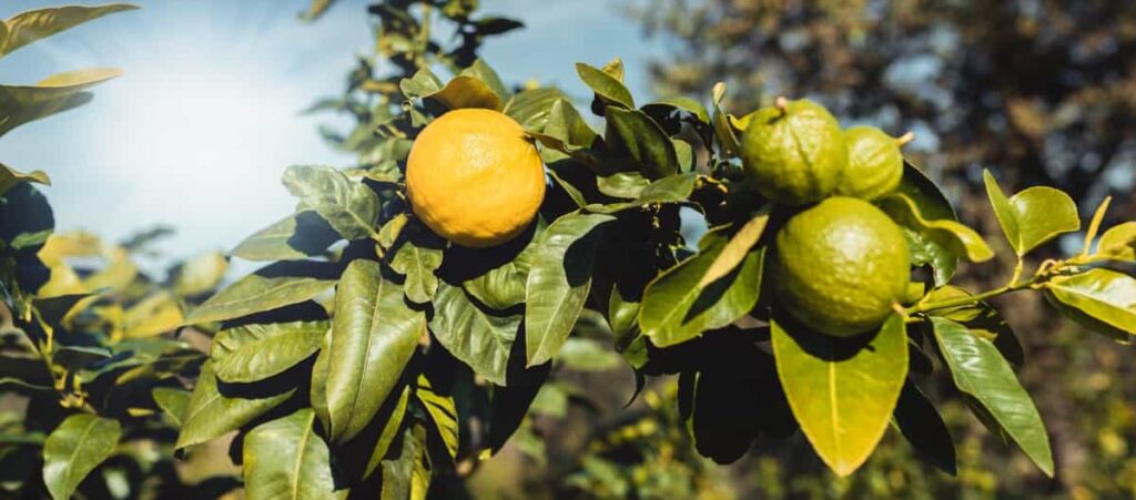 Bergamot Orange Fruit in a tree