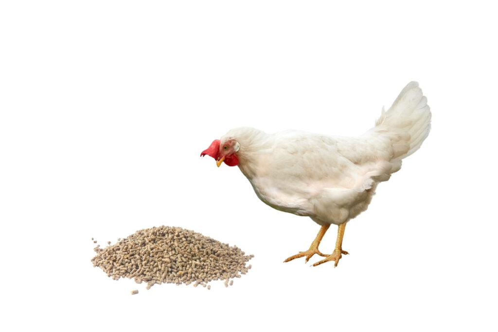 Homemade Feed Formulations for Poultry
