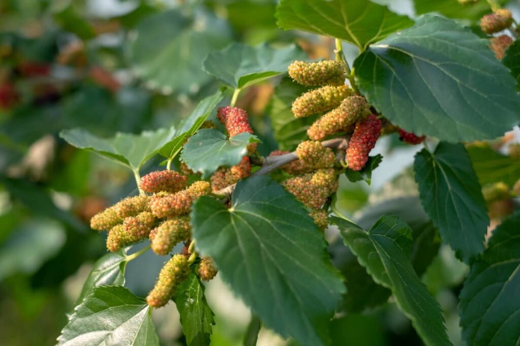 How to Care for Weeping Mulberry Tree