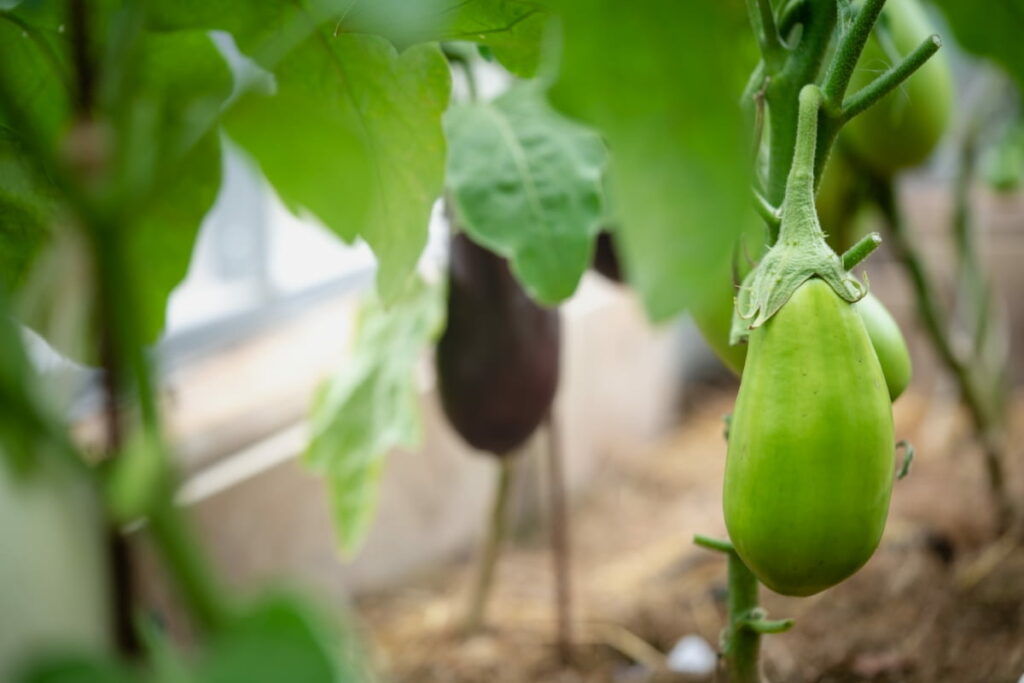 How to Grow Brinjal in Polyhouse