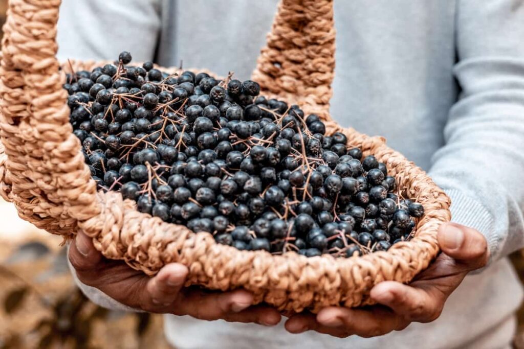 Harvest of Ripe Black Chokeberry