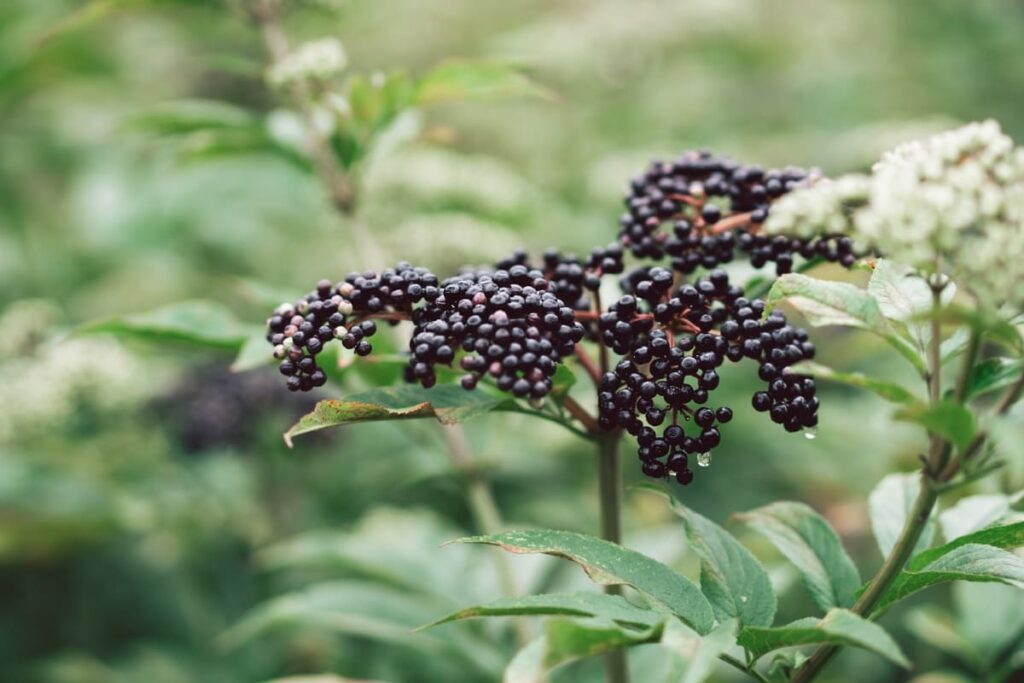 Black Elderberry in Garden