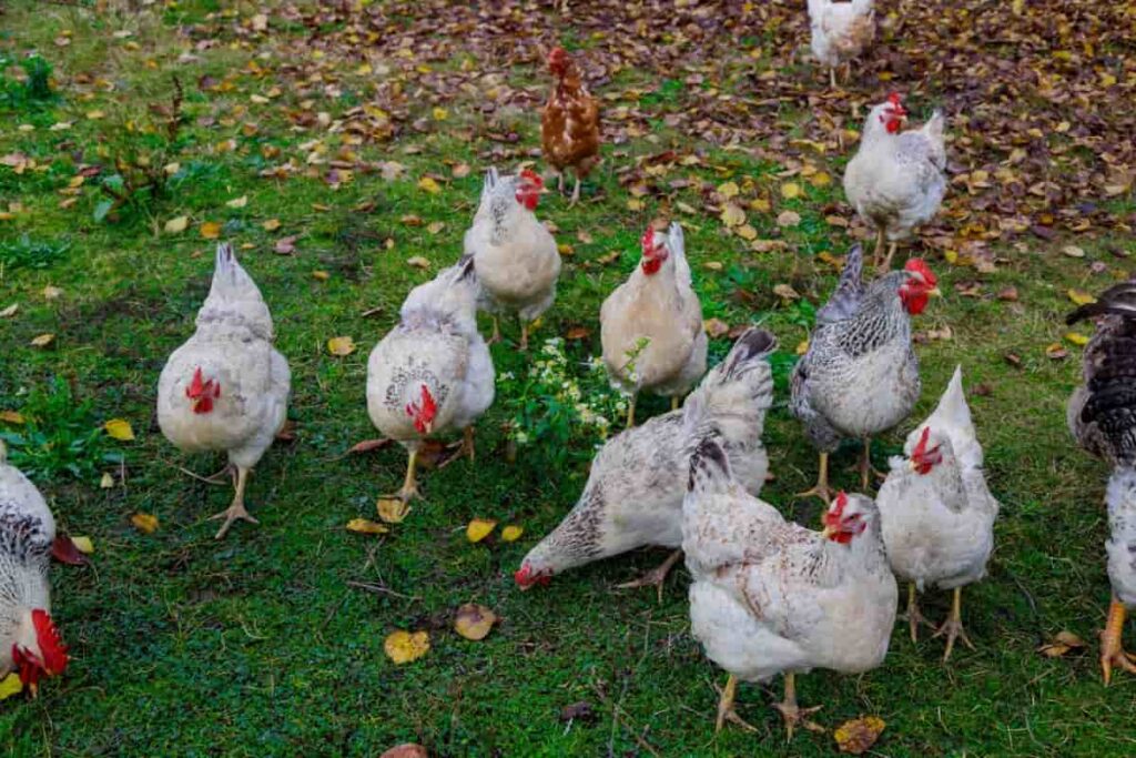 How to Raise Delaware Chickens