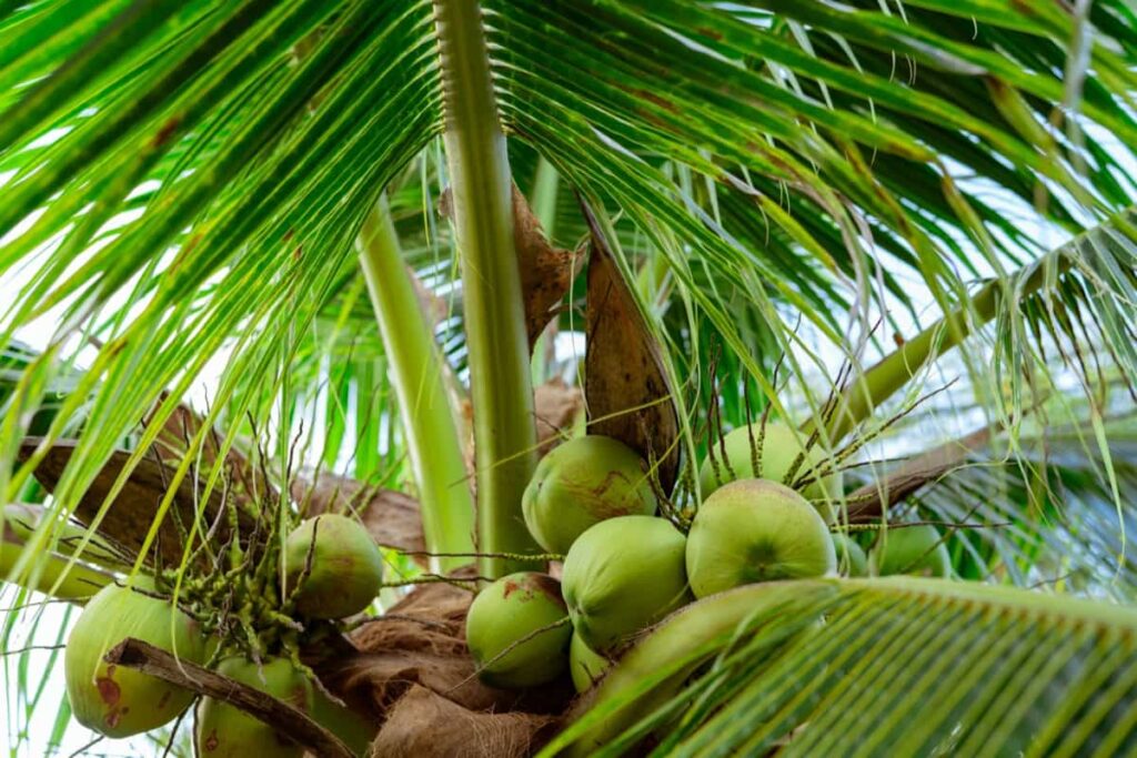 How to Stop Coconut Flower Drop