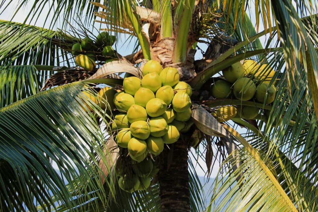Coconut cluster on coconut tree
