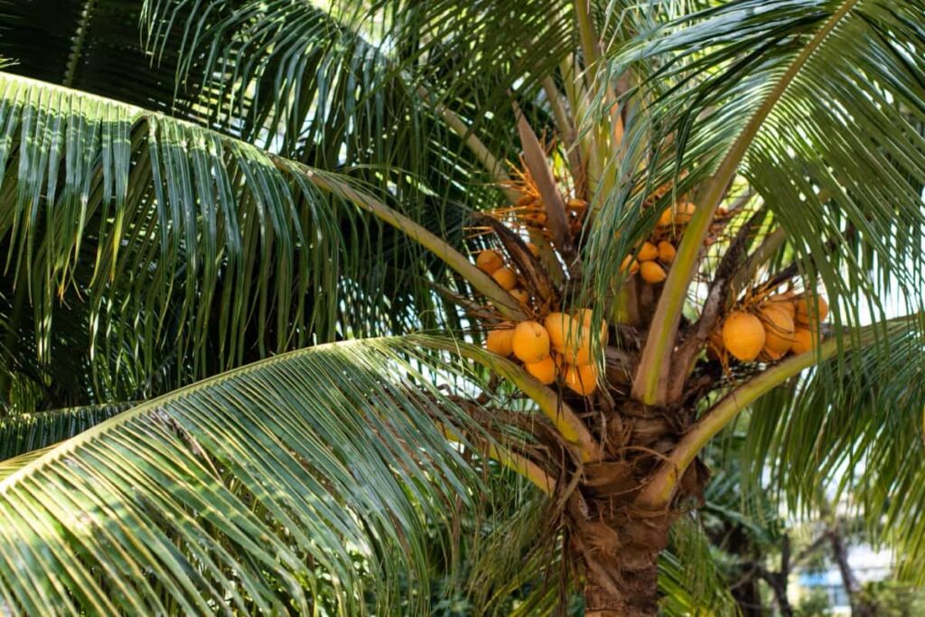Orange coconuts on a green palm tree