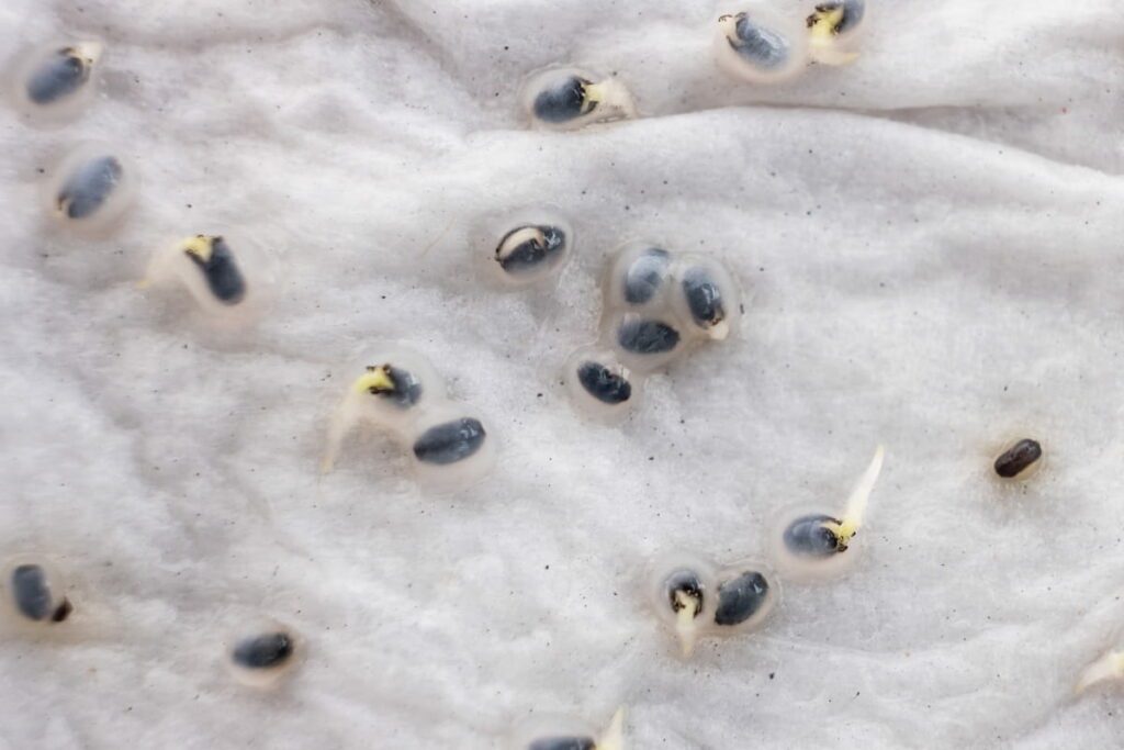 How to Successfully Germinate Seeds in a Paper Towel
