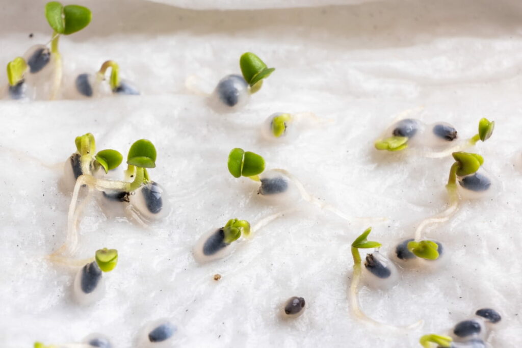Basil Seeds Germinated 