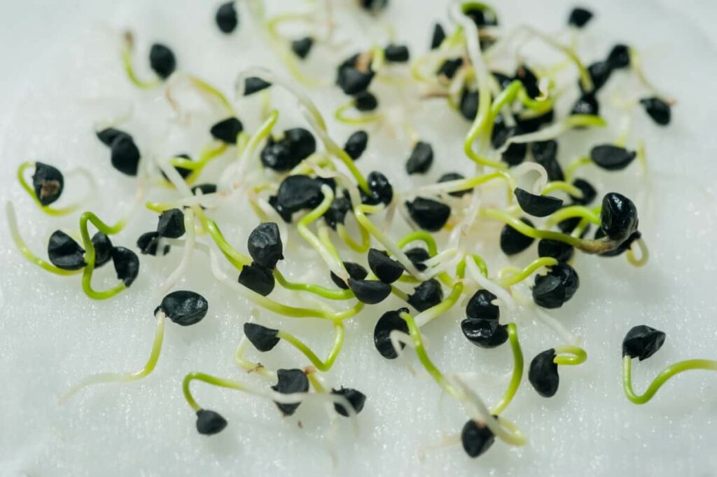Micro Green Sprouts