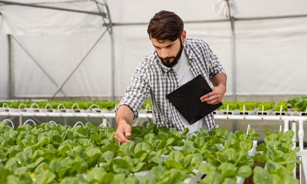 Hydroponic Nutrient Solutions for Lettuce