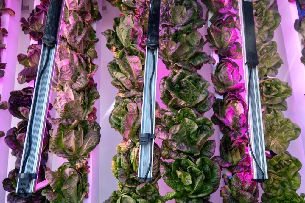 Hydroponic lettuce grown in stacked tower level pots and with rows of LED grow lights