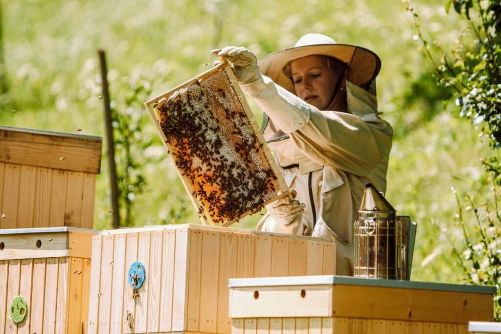 Beekeeper Taking Care of Beehives