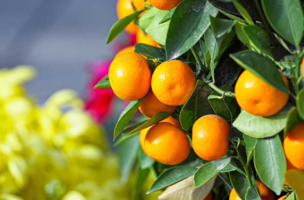 Iyokan Oranges