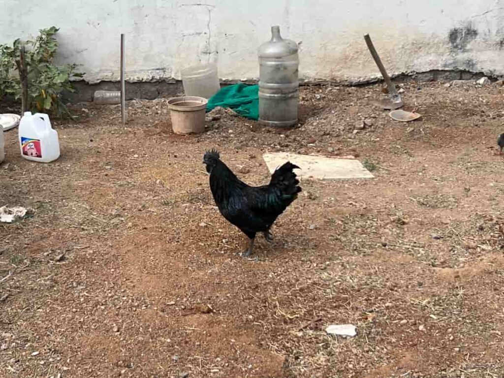 Kadaknath Chicken Farming in India