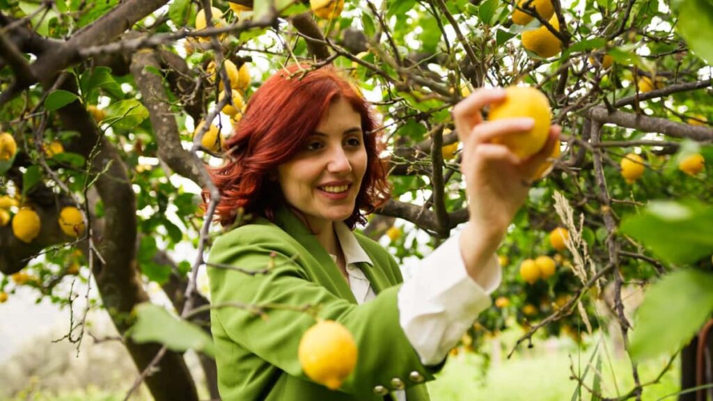 Harvesting Lemon