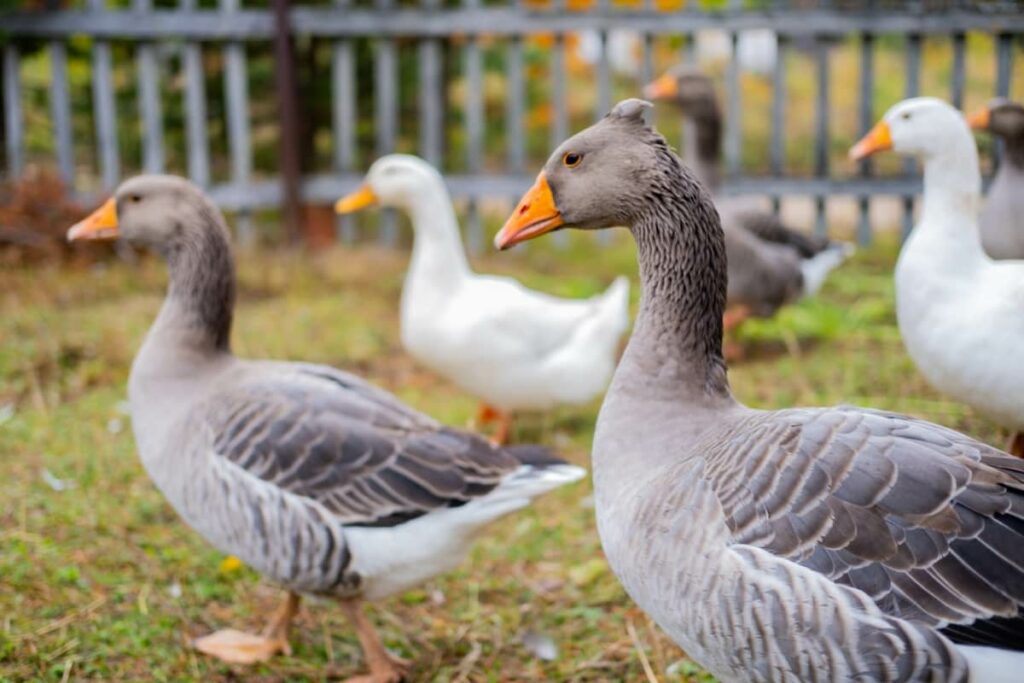 Geese in A Courtyard