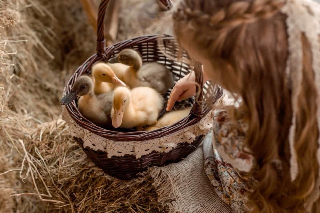 ducklings in a basket