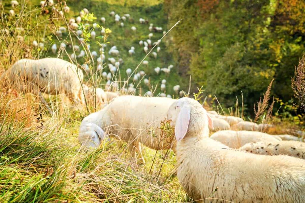Raising Texel Sheep
