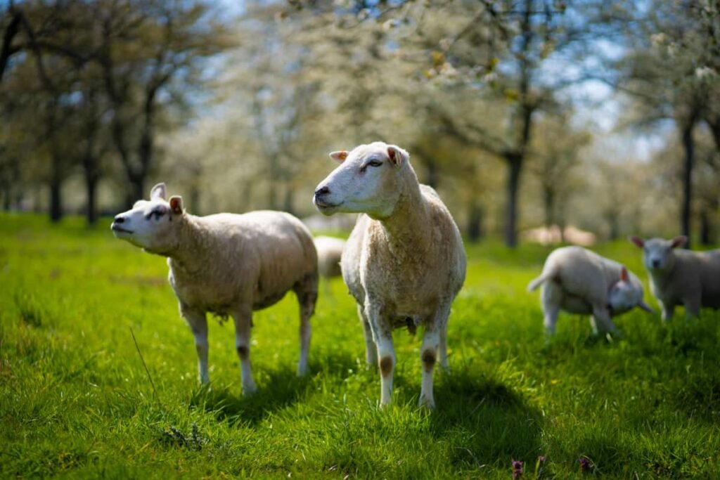 White Sheep on A Green Grass