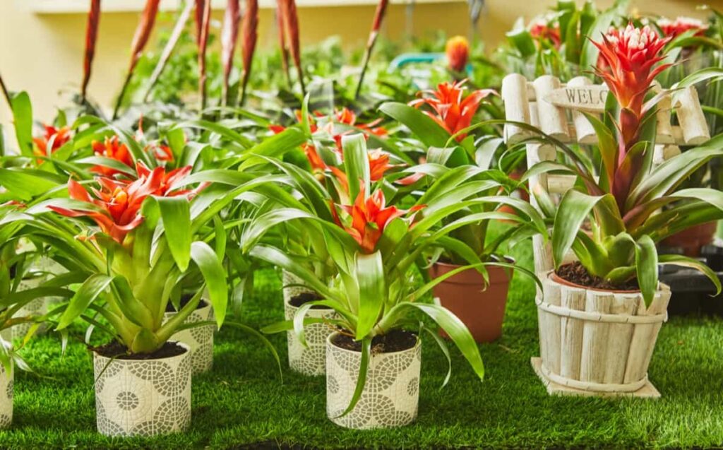 Reasons Why Your Potted Plant is Not Blooming