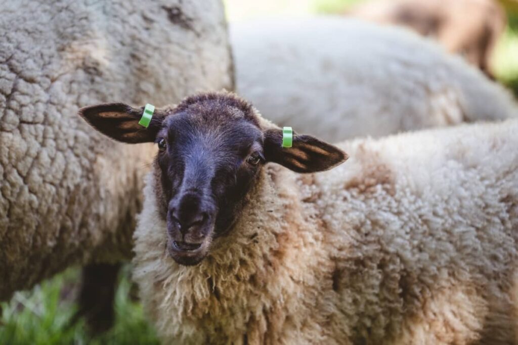 Shetland Sheep Breed
