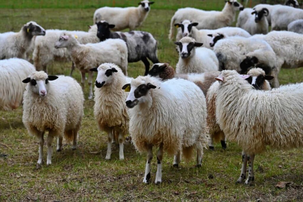 Sheep Grazing on The Rural Farm