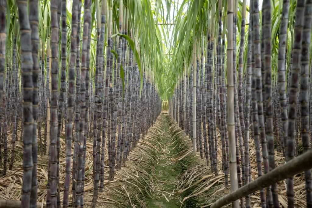 Sugarcane rows in a field
