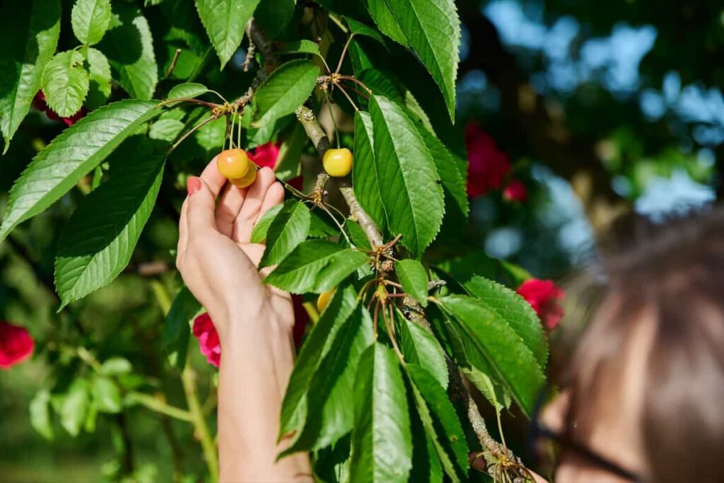 Reasons Why Your Tree is Not Producing Fruit