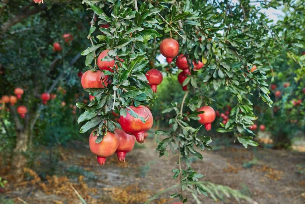 Plantation of pomegranate trees in harvest season