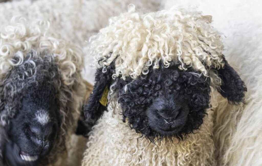 Valais Blacknose Sheep
