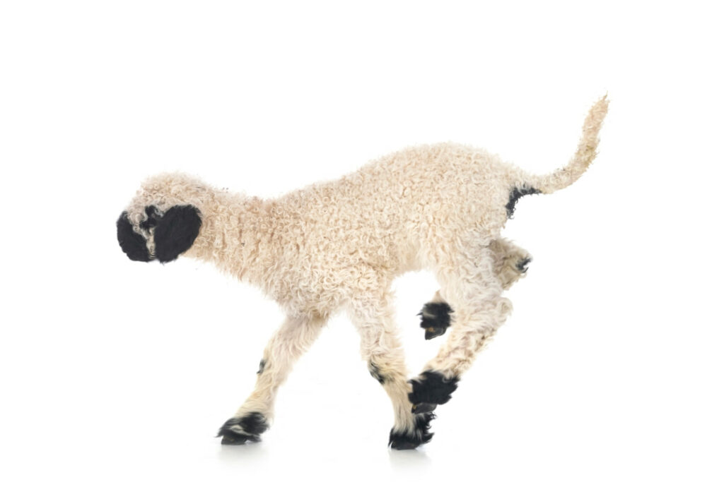 Blacknose Lamb