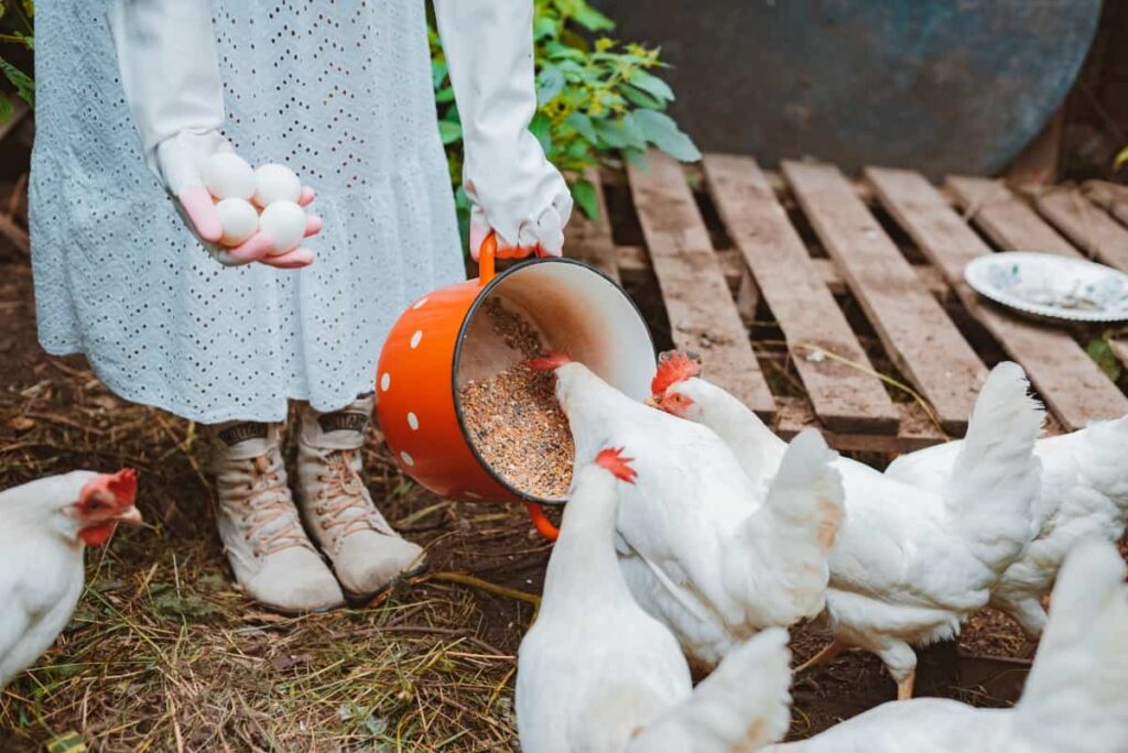 Ways To Make Chicken Feed At Home