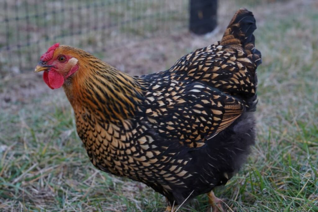 Chicken Standing Near a Farm Fence