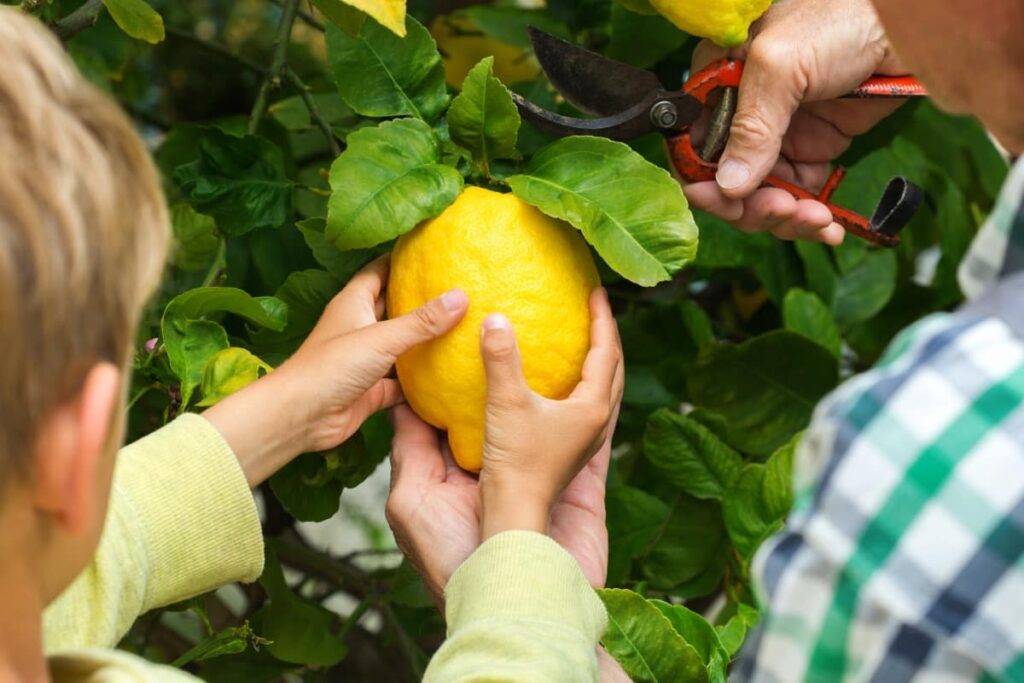 10 Best Homemade Fertilizers for Meyer Lemon Tree