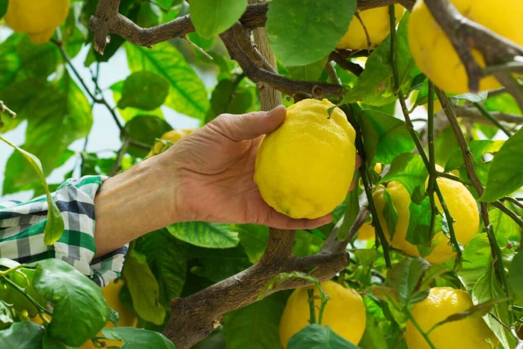 Harvesting Lemons