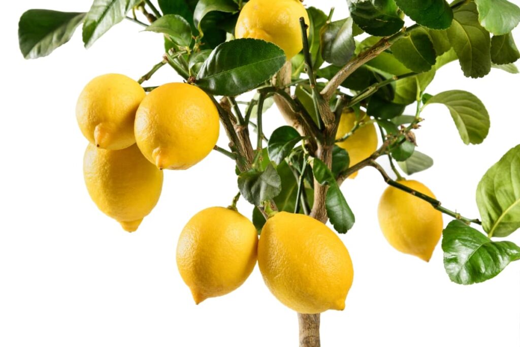 Ripening Yellow Lemons