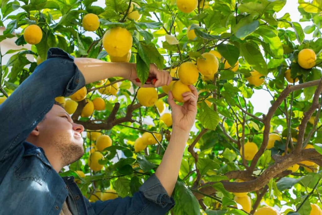 Picking Lemons