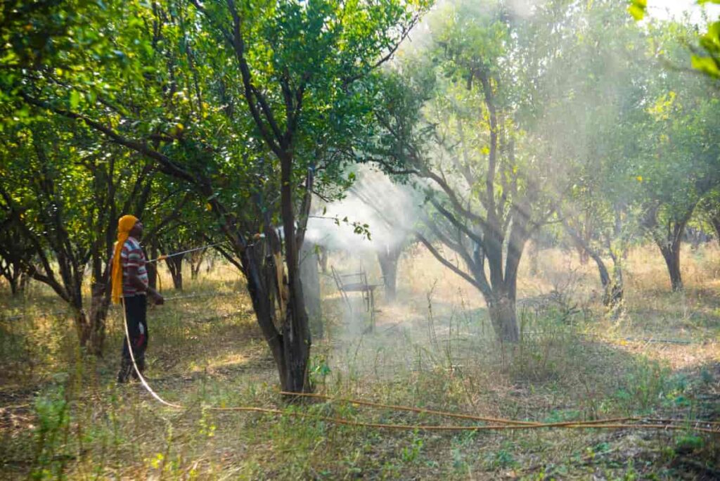 Farmer Spraying Fertilizer on Orange Tree
