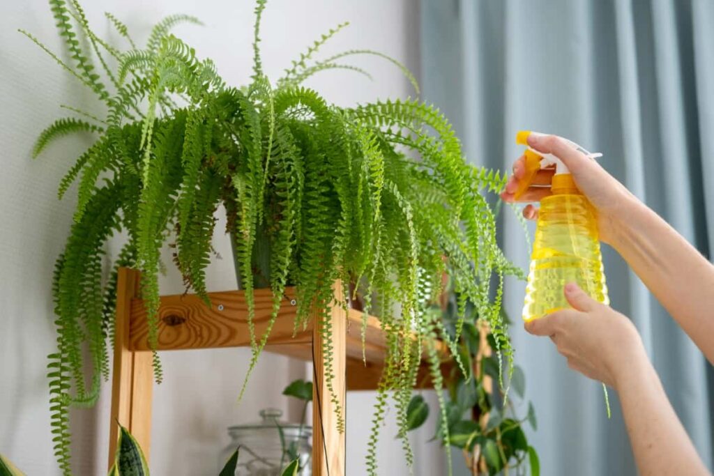 10 Best Natural Pesticides for Indoor Plants
