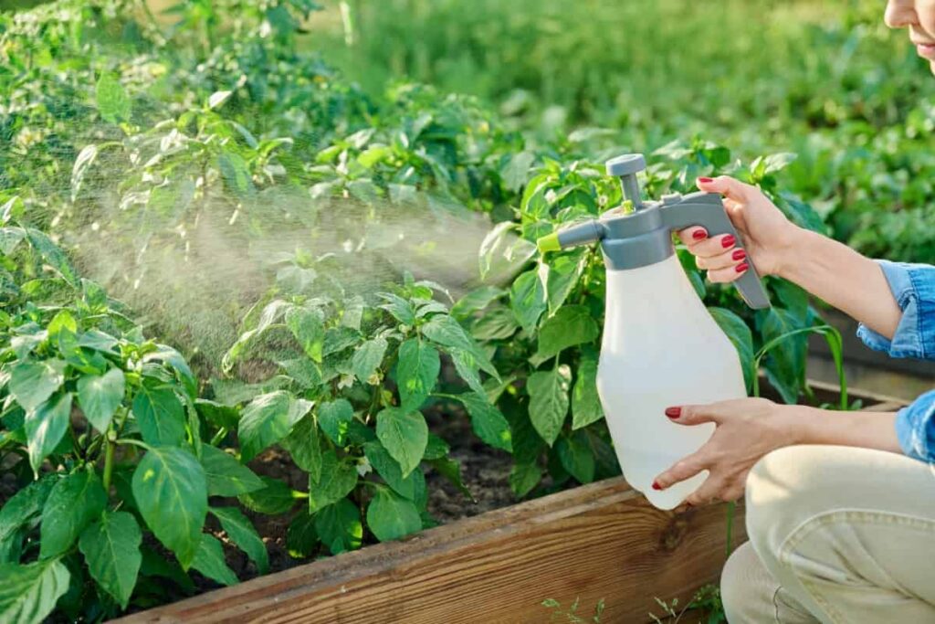 Spraying Sweet Bell Pepper Plants