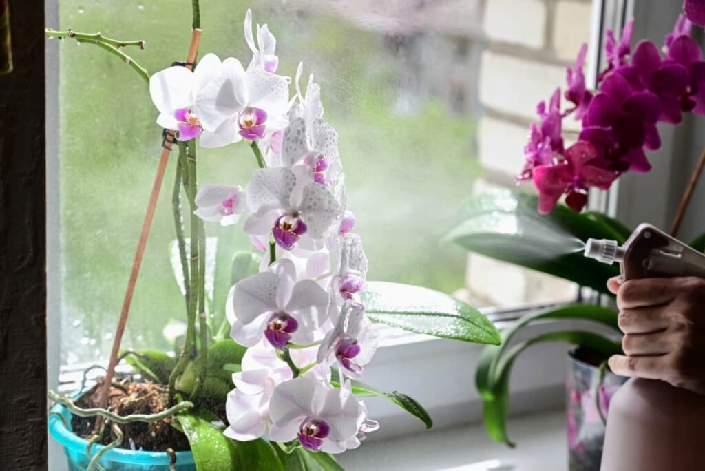 10 Reasons Why My Orchids Are Not Blooming