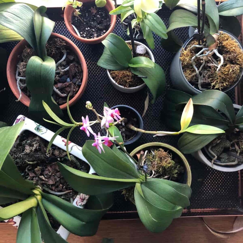 Orchid Collection