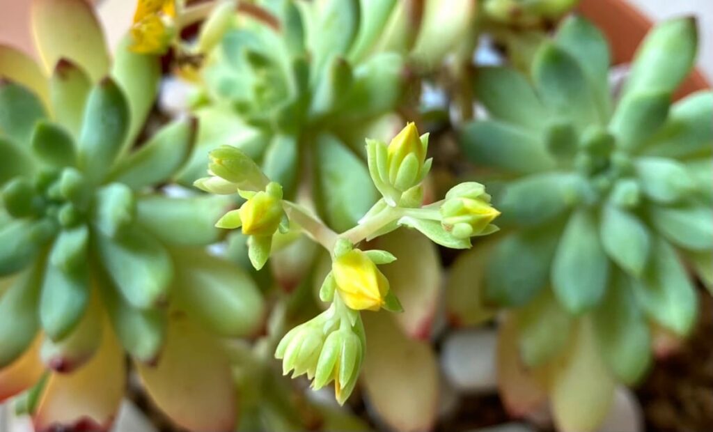 10 Reasons Why Your Succulents Not Blooming
