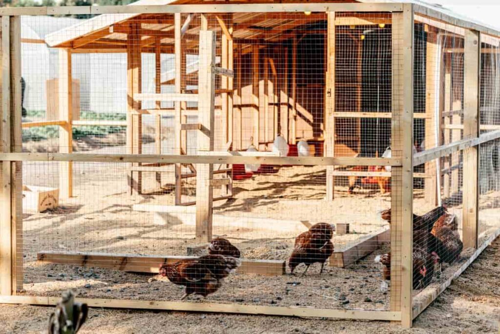 9 Steps to Convert a Horse Stall into a Chicken Coop
