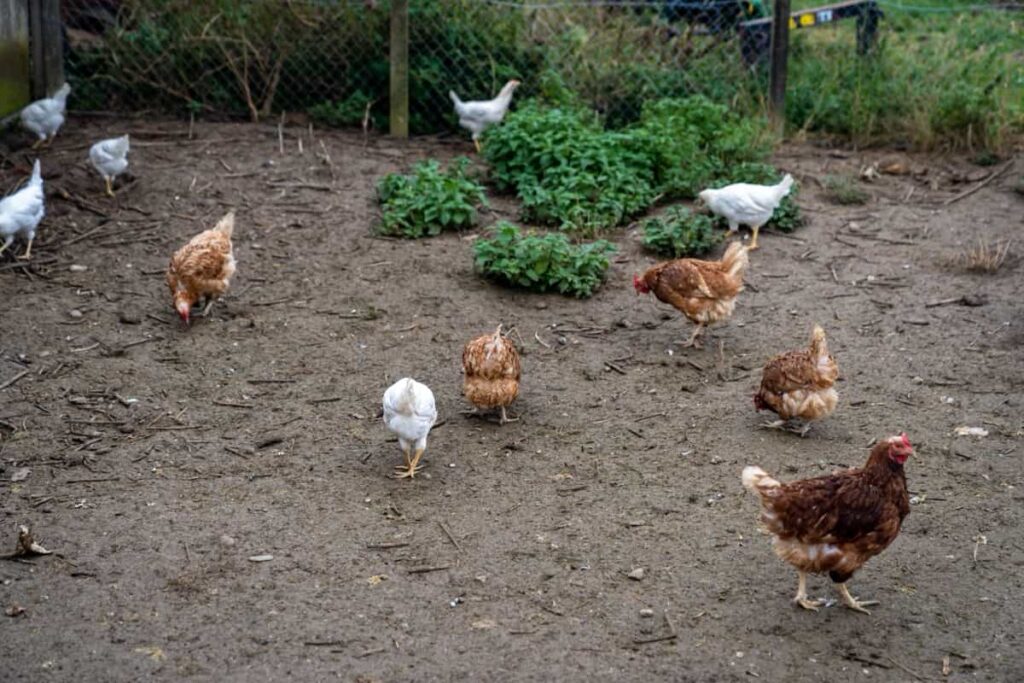 Backyard Chicken Manure Management