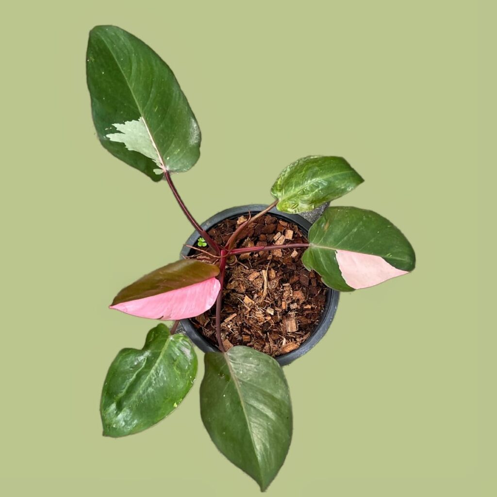 Caring for Your Pink Princess Philodendron
